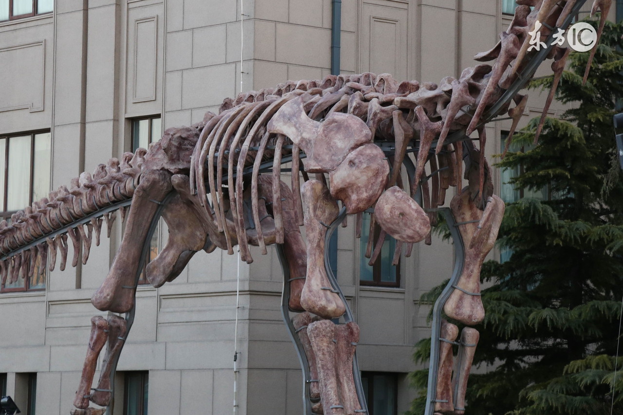 恐龙是如何灭绝的动画,恐龙是如何灭绝的搞笑