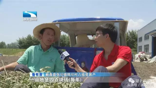 蕲春艾草在湖北什么地方最有名的,蕲春县有名的艾草