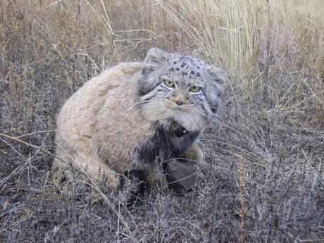 每日一笑佛系猫咪图片,每日一笑中二少年的寻猫启事