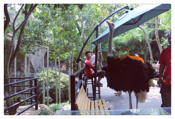 在三亚总有一片海属于一个人,在三亚椰梦长廊海边