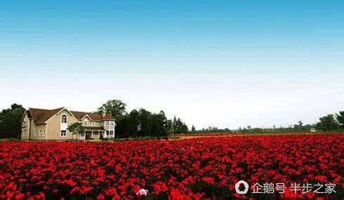 玫瑰品种区分及花语,绿玫瑰品种和花语