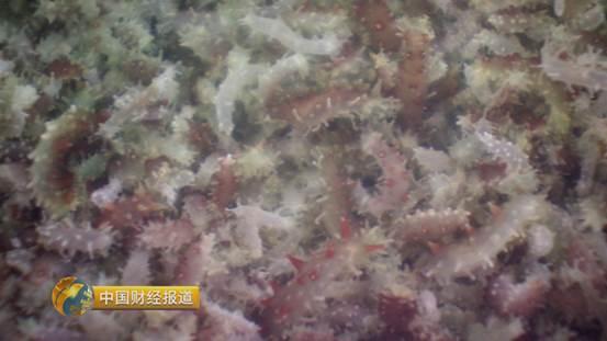 十亩水库养鱼一年收益,一亩鱼塘养鱼的收益