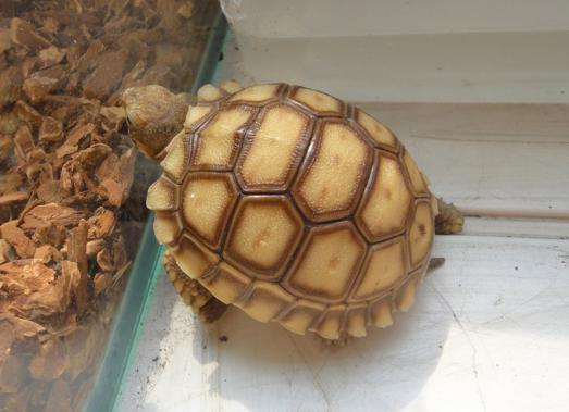 宠物龟怎么喂养吃什么,绿色的宠物龟怎么喂养