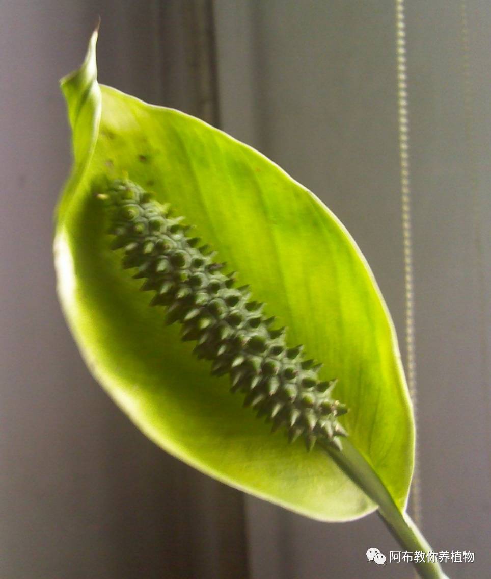 绿萝植物养护,绿萝植物养护知识