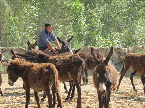 投资养鹿要多少钱,投资5万养驴真实感受