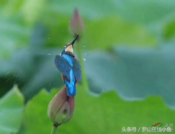 罗山是几线城市,信阳市罗山县属于哪个省