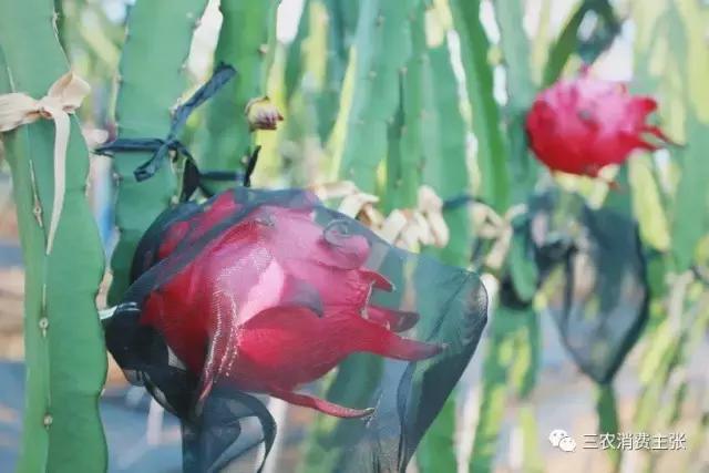 鍐滄潙鐏緳鏋滅伅鍏夌,鐏緳鏋滃熀鍦板闂翠笂婕旂伅鍏夌