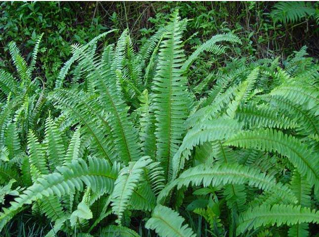 农村不起眼的这几种草竟有大用处,野生的蜈蚣草