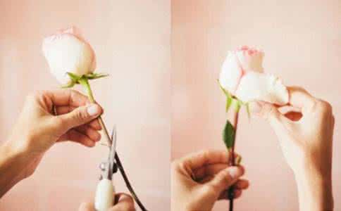 玫瑰花怎么修枝视频教程,玫瑰花怎么养才不会枯萎放洗洁精