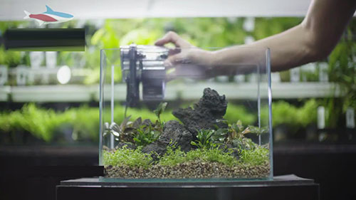 家庭草缸入门,家中草缸怎么设计