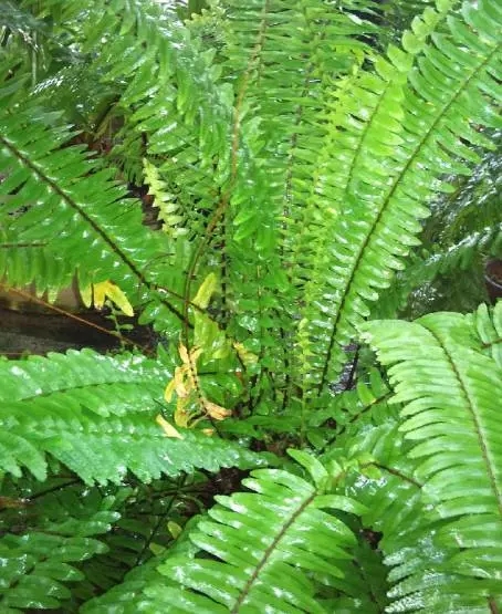 农村不起眼的这几种草竟有大用处,野生的蜈蚣草