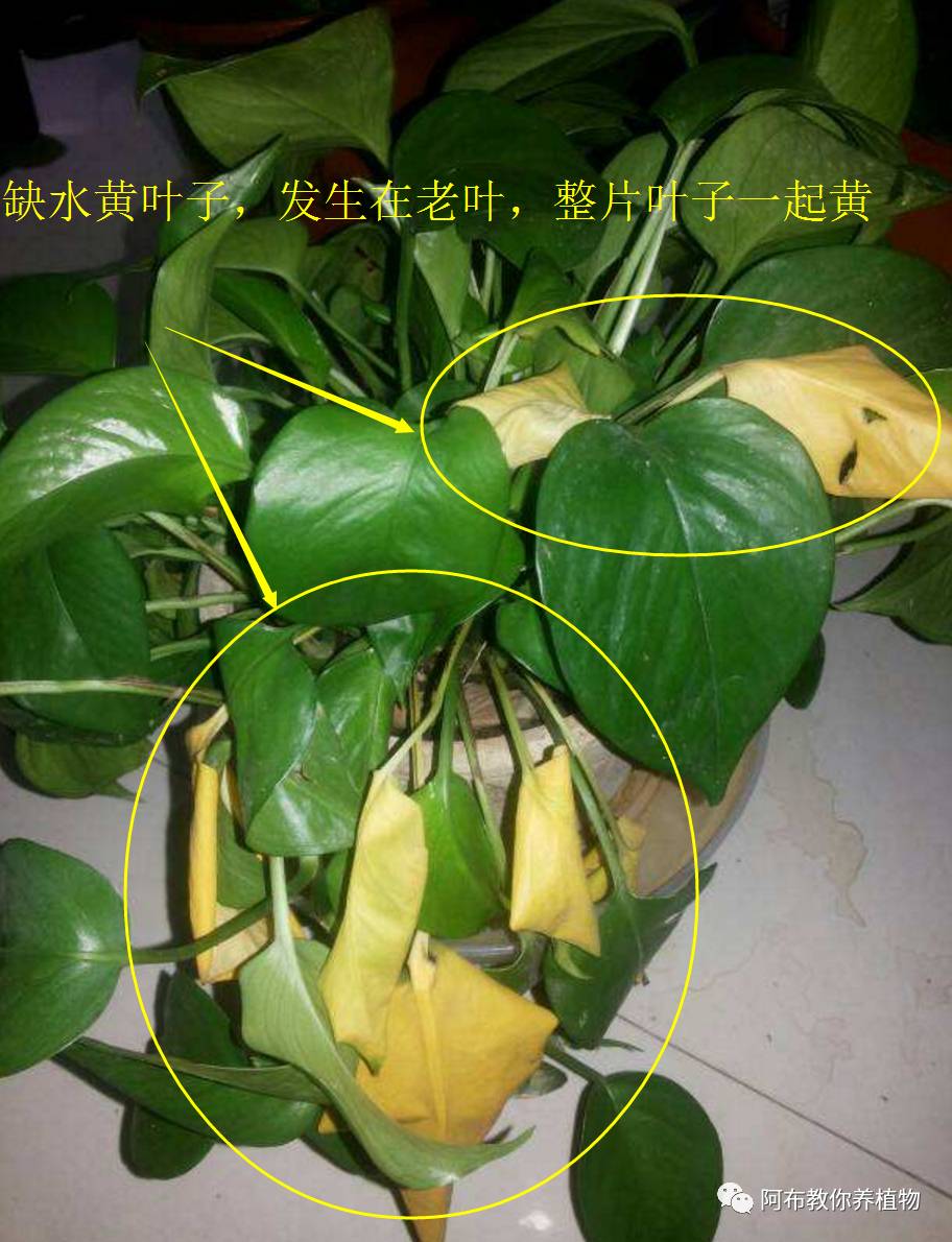 绿萝植物养护,绿萝植物养护知识
