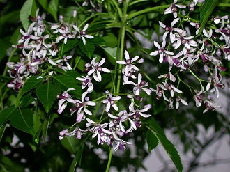 楝木皮有什么功效,楝木的功效