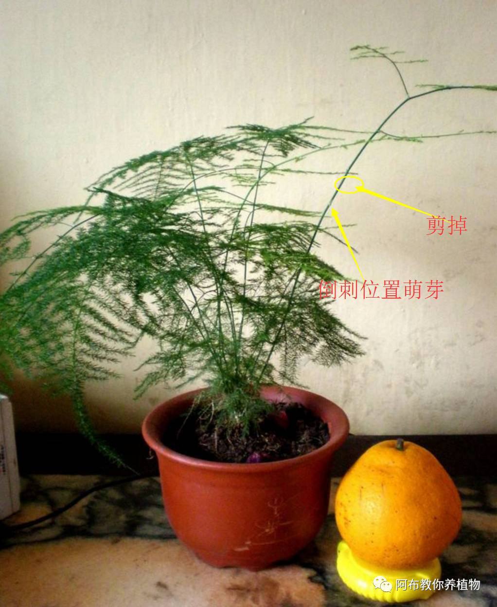 绿萝植物养护,绿萝植物养护知识