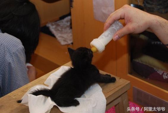 救助小奶猫视频,如何救助小猫咪