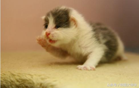 救助小奶猫视频,如何救助小猫咪