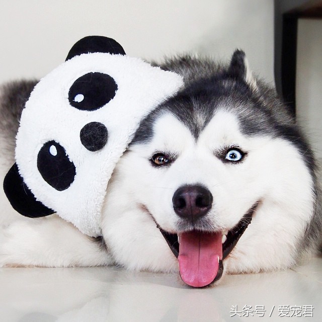 狗狗可以吃油的食物吗,狗狗可以吃带油食物吗