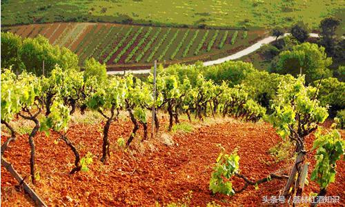 意大利葡萄酒品酒笔记-宝丽·费拉红葡萄酒