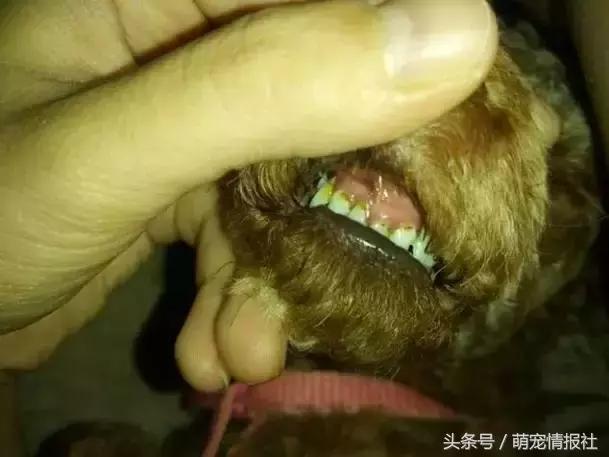 教你如何正确帮狗狗清理牙齿,狗狗牙齿有毛病了应该怎么办