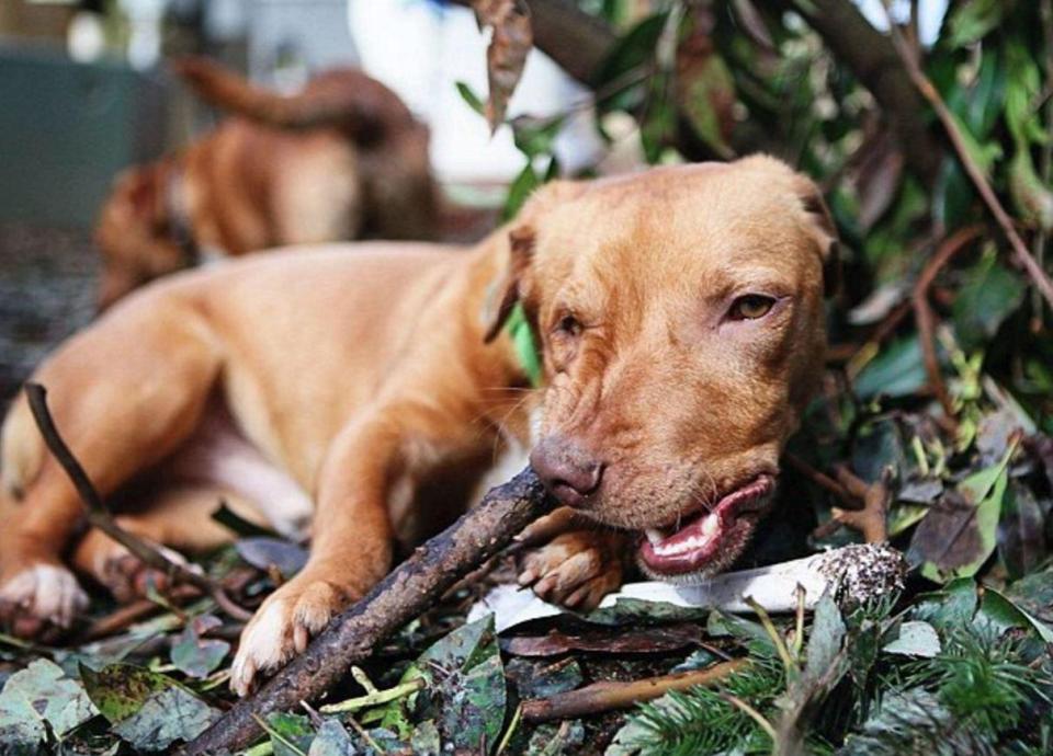 狗狗天生嘴巴长斜相貌丑陋，在被安乐死前，一个人的出现救了它！