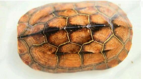 中华草龟和野生草龟的区别,草龟跟中华草龟有什么区别