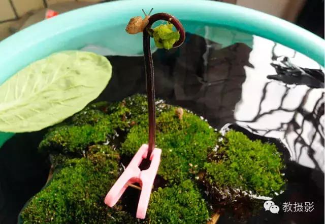 精美微距摄影欣赏蜗牛,微距蜗牛拍摄技巧视频