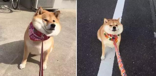 讲真｜论跑步，你可能还不如你家狗！