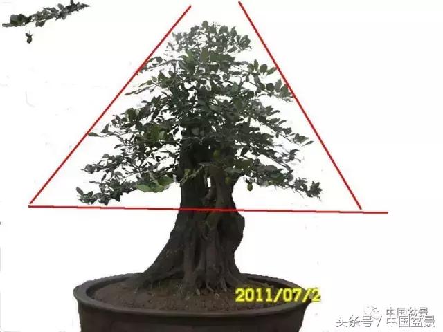 直杆式盆景的飘枝布局原则,松树飘枝式盆景图片大全