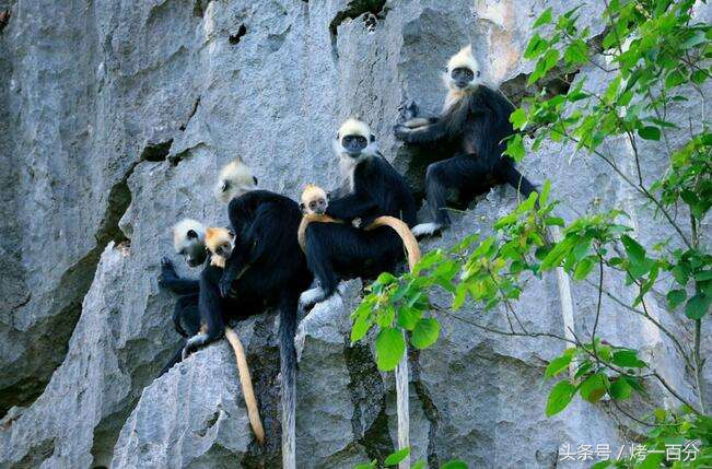广西崇左旅游景区有哪些,崇左这几天免费旅游景区