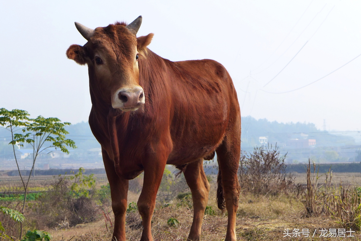 中国的十二生肖有几个,中国的十二生肖对中国有多重要
