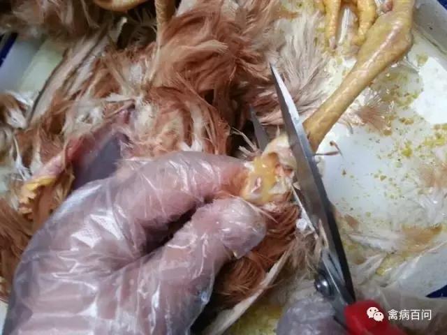 鸡吃喝正常突然腿瘸,鸡从高处蹦下来腿瘸了怎么办