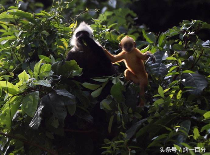 广西崇左旅游景区有哪些,崇左这几天免费旅游景区