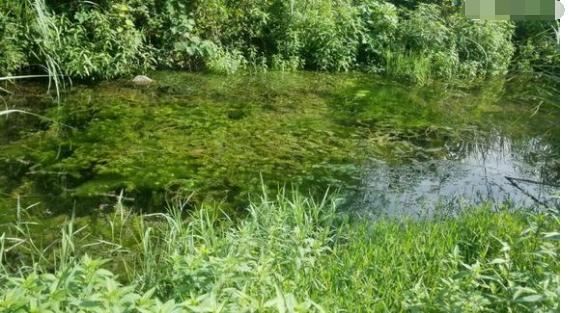 中华草龟和野生草龟的区别,草龟跟中华草龟有什么区别