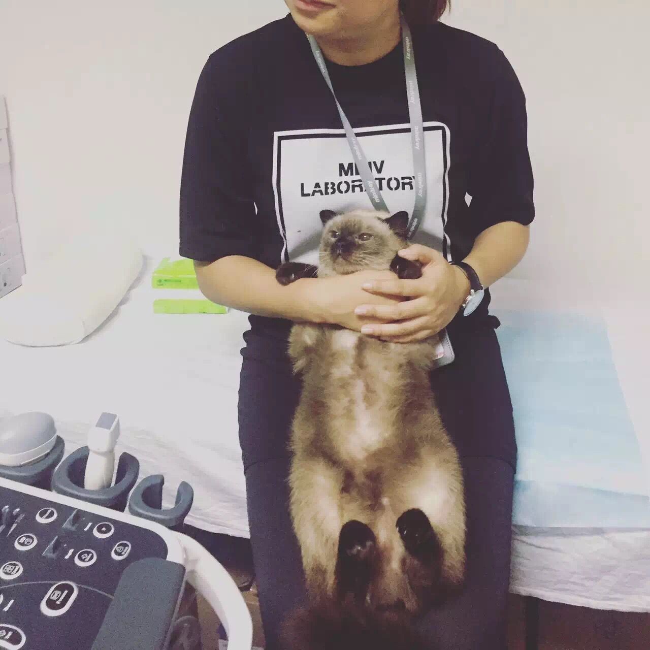 一只猫的生活意见读后感,一只猫的生命