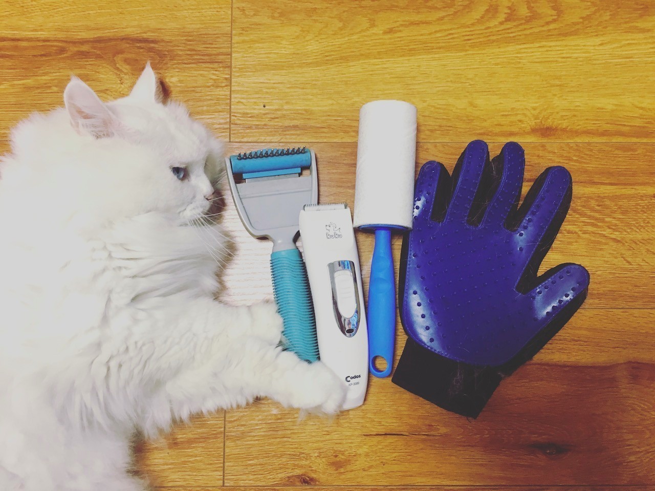 一只猫的生活意见读后感,一只猫的生命