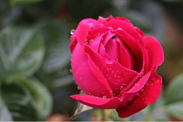 云南春天可以吃的各种花,云南春天有哪些花可以食用