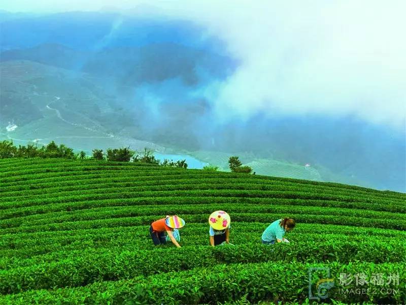游茶山,游茶山竹海