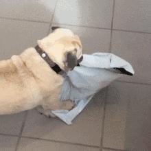 魔性的八哥,有超能力的巴哥