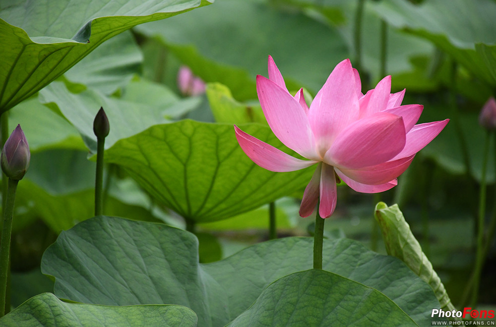 尼康d7500实拍测评,尼康d7500配50-1.8镜头拍什么最好