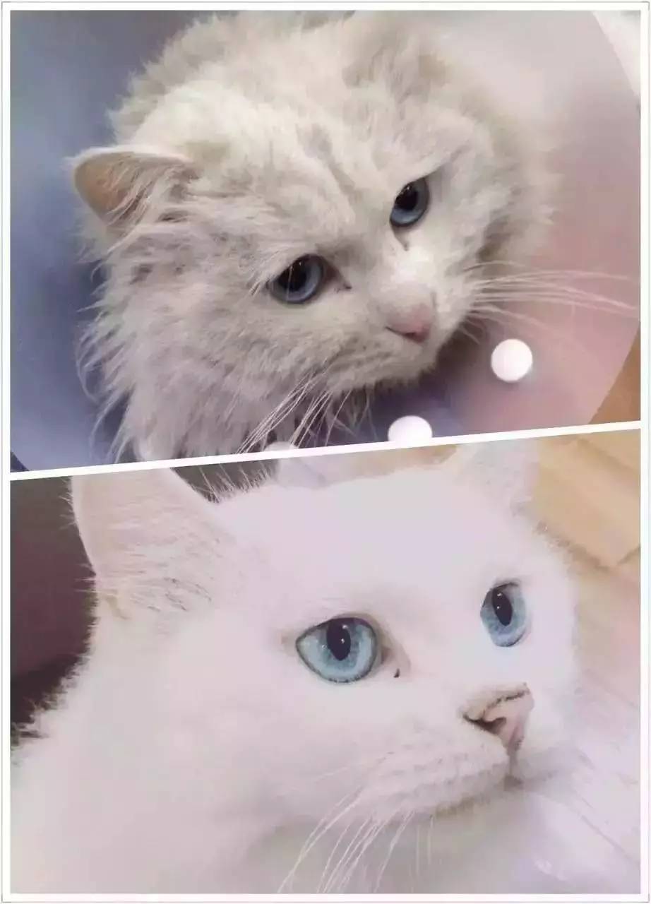 一只猫的生活意见读后感,一只猫的生命