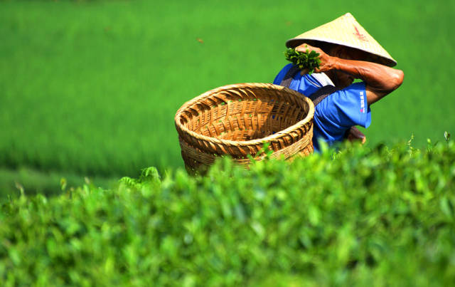 房山采摘节,2023年五峰采茶节