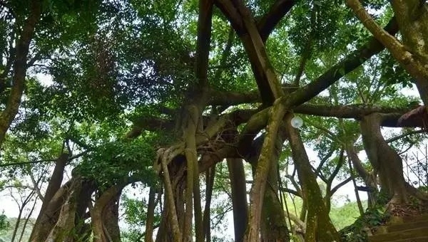 居然有人给芒果这种生物开世界大会,逼格升级,田东又要火上天啊!