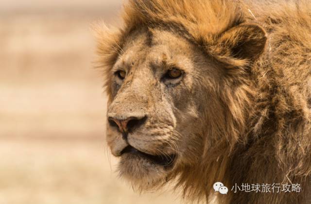 可能是最全的,肯尼亚坦桑尼亚动物百科。小地球耗时一周整理!