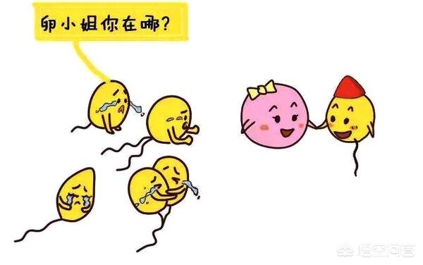 备孕知道排卵期的准确时间,备孕期间怎么记录排卵期