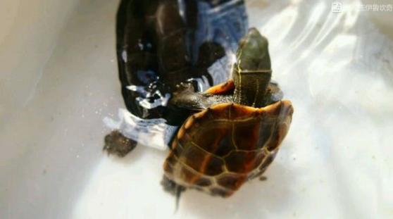 中华草龟和野生草龟的区别,草龟跟中华草龟有什么区别