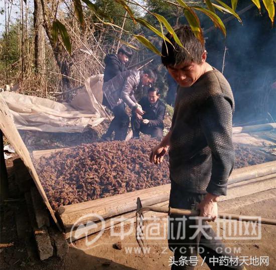 黄连市场行情报告 (全国黄连市场总需求量)