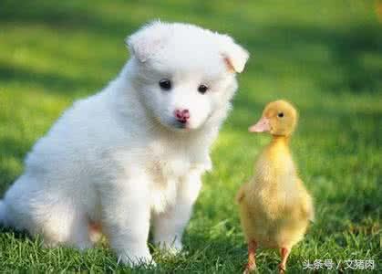 如何看自家狗狗是什么星座的,12星座对应的狗狗是哪个星座