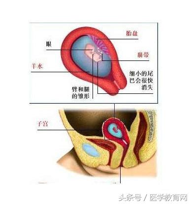 胎儿发育过程视频,胎儿发育全过程图