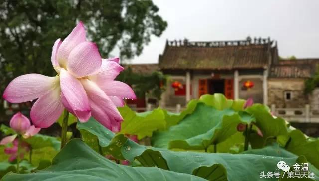 君子如荷出淤泥而不染图片,荷出淤泥而不染的隶书