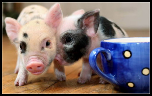 茶杯猪宠物多少钱一只,英国茶杯猪多少钱